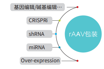 AAV定制包装动物实验试剂-常规产量血清型