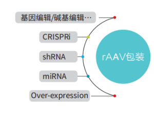 AAV定制包装动物实验试剂-常规产量血清型