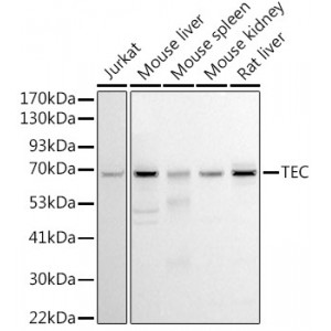 Anti-TEC Polyclonal Antibody
